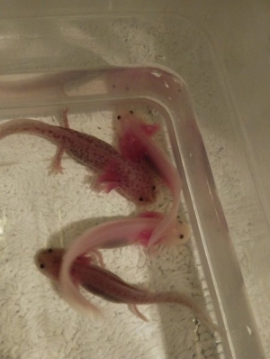 Axolotl Copper und Weißlinge  Bild 4