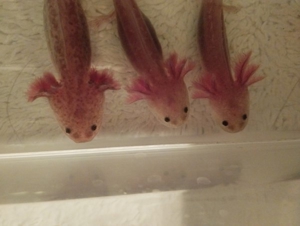 Axolotl Copper und Weißlinge  Bild 2