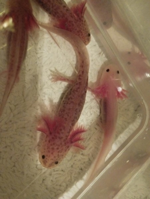 Axolotl Copper und Weißlinge  Bild 6