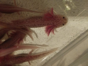 Axolotl Copper und Weißlinge  Bild 8