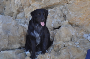 Australian Shepherd Deckrüde aus der Showlinie (kein Verkauf)