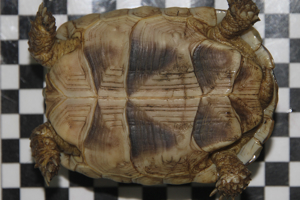 Breitrandschildkröten 2016-2022 Bild 8