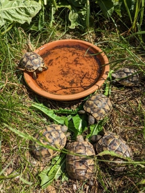 Maurische Landschildkröten  Bild 3