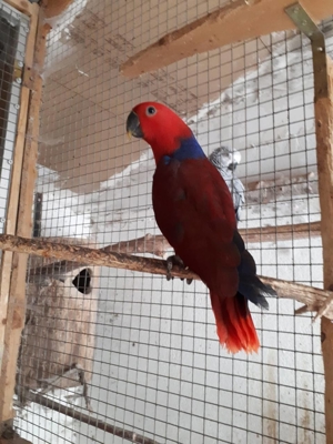 1,3 Salamonen Edelpapageie