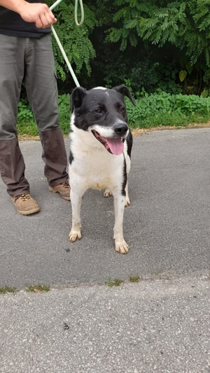 Gömbi, z.Zt. in Ungarn, Rüde, schwarz weiß,  Bild 2