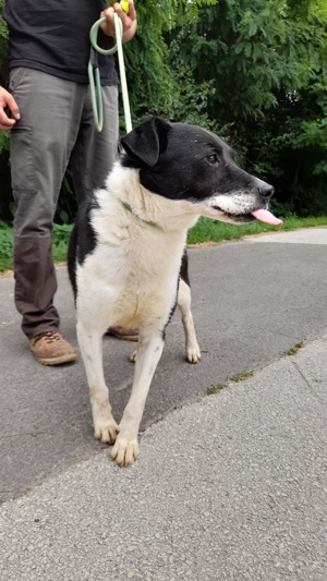 Gömbi, z.Zt. in Ungarn, Rüde, schwarz weiß,  Bild 4