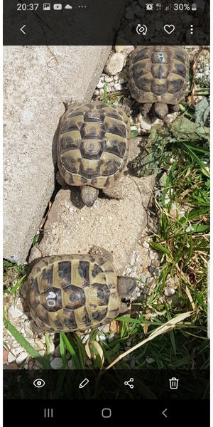 Griechische Landschildkröten