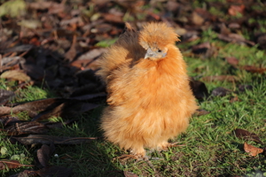 Zwergseidenhühner Huhn HENNEN Zwergseidis Weiblich Bild 4