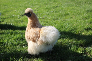 Zwergseidenhühner Huhn HENNEN Zwergseidis Weiblich Bild 6