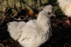 Zwergseidenhühner Huhn HENNEN Zwergseidis Weiblich Bild 3