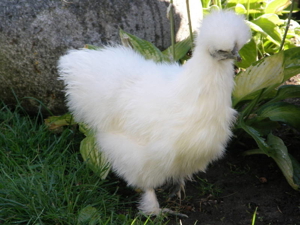 Zwergseidenhühner Huhn HENNEN Zwergseidis Weiblich Bild 2