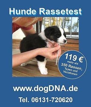 Hunde DNA Rasstest Bild 1