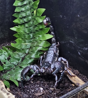 Vietnam Riesenskorpion Heterometrus petersi   selenus adult