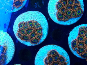 Korallen Ableger SPS LPS Zoanthus  Bild 10