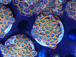 Korallen Ableger SPS LPS Zoanthus  Bild 7