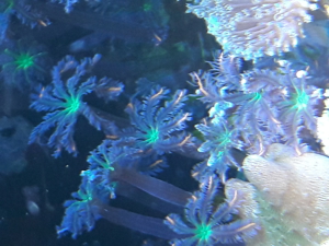 Korallen Ableger SPS LPS Zoanthus  Bild 9