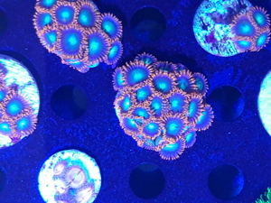 Korallen Ableger SPS LPS Zoanthus  Bild 6