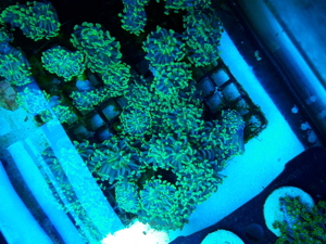 Korallen Ableger SPS LPS Zoanthus  Bild 8