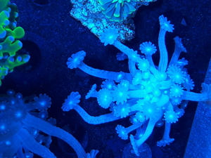 Korallen Ableger SPS LPS Zoanthus  Bild 2