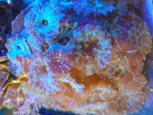 Korallen Ableger SPS LPS Zoanthus  Bild 5
