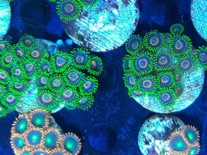 Korallen Ableger SPS LPS Zoanthus  Bild 3
