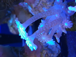 Korallen Ableger SPS LPS Zoanthus  Bild 4