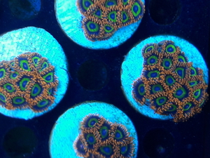 Korallen Ableger SPS LPS Zoanthus  Bild 11