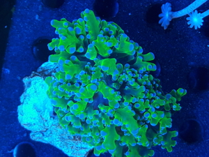 Korallen Ableger SPS LPS Zoanthus  Bild 1