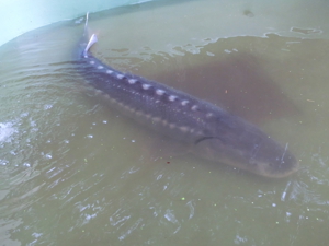 XXL Störe mit 180 cm Bild 2