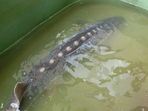 XXL Störe mit 180 cm Bild 3