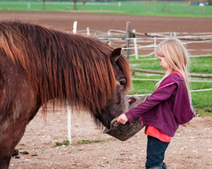 Pferdekurse für Kinder in Gauting Bild 6