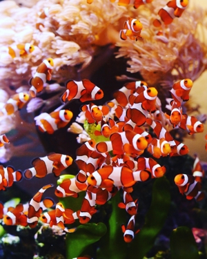 Amphiprion Ocellaris Nachzuchten abzugeben