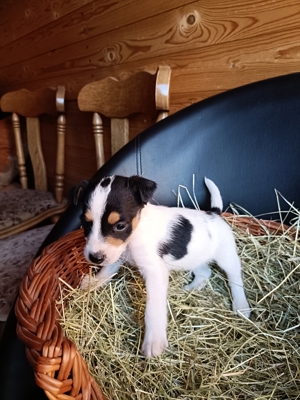 Jack Russell Terrier