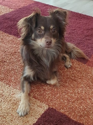 Deckrüde KEIN Verkauf Bild 2