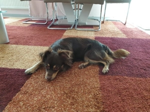 Deckrüde KEIN Verkauf Bild 3