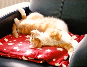 Katzen- und Kleintierbetreuung 70563 Stuttgart und nähere Umgebung