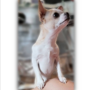 Chihuahua Deckrüde Bild 3