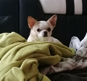 Chihuahua Deckrüde Bild 8