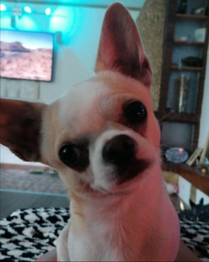 Chihuahua Deckrüde Bild 2