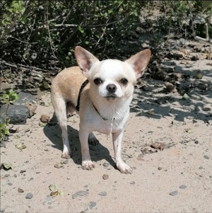 Chihuahua Deckrüde Bild 4