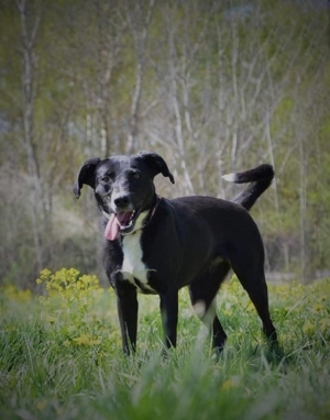 TINKA - mit den zwei Persönlichkeiten, sucht einen hundeerfahrenen Sportsfreund Bild 2