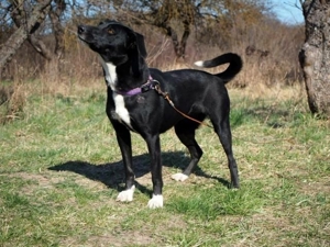 TINKA - mit den zwei Persönlichkeiten, sucht einen hundeerfahrenen Sportsfreund Bild 5