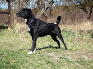 TINKA - mit den zwei Persönlichkeiten, sucht einen hundeerfahrenen Sportsfreund Bild 9
