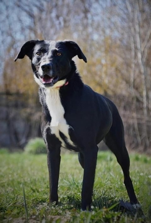 TINKA - mit den zwei Persönlichkeiten, sucht einen hundeerfahrenen Sportsfreund Bild 3
