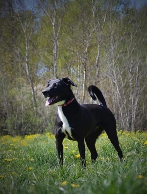 TINKA - mit den zwei Persönlichkeiten, sucht einen hundeerfahrenen Sportsfreund Bild 8