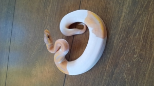 1.0 Banana Piebald Bild 2