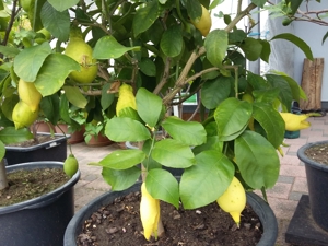 Zitronenbäume zum verkaufen Bild 1