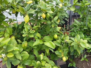 Zitronenbäume zum verkaufen Bild 3