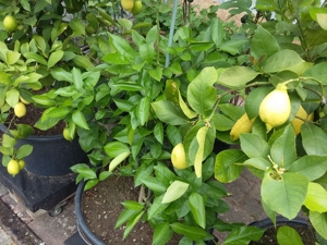 Zitronenbäume zum verkaufen Bild 2