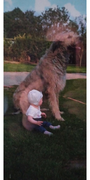 Irish Wolfshound Welpen Bild 3